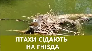 Птахи сідають на гнізда