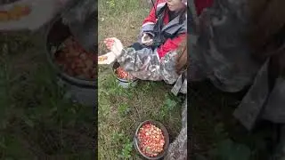Сбор морошки 2019 год