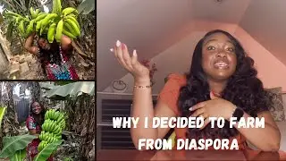 Why I decided to farm from Diaspora. Listen and learn and be Motivated  #farming #diaspora