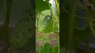 🥒cucumber