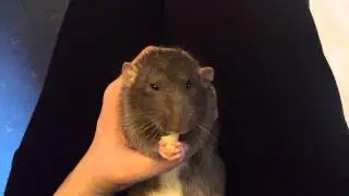 Dumbo rat eating pasta and licking his paws