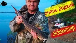 РЕКОРД по СТЕРЛЯДИ! таких я еще не ловил! ТРОФЕЙНАЯ рыбалка!