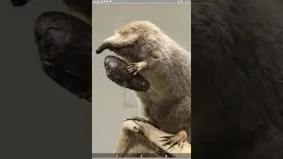 Это кто ,  ВЫХУХОЛЬ ??..