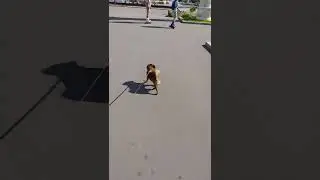Брабансон на ВДНХ.🐶⛲