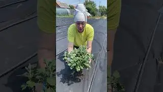 Разделяем корневые побеги 