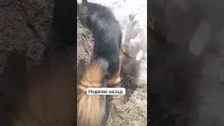 Шилеле Бася #приветик от владельцев