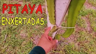 👉 COMO ESTÃO AS PITAYAS AMAZONAS ENXERTADAS, CONFIRA! 😍🌿#dragonfruit #pitahaya