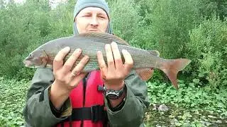 Рыбалка в Коми 2011 год. Рекордный хариус 1.5кг. Щука и окунь в изобилии, не считаются.