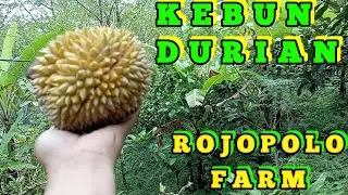 DURIAN PERDANA, AWAL MUSIM..#fruit#durianmontong