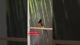 Di hibur suara burung itu terasa lagi d hutan 😁