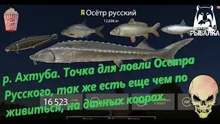 Russian Fishing 4. p. Akhtuba. Point for catching Russian sturgeon and petty tale.