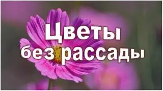 ❀❀❀Посажу я без рассады свой цветочек аленький! Начинающим цветоводам!❀❀❀