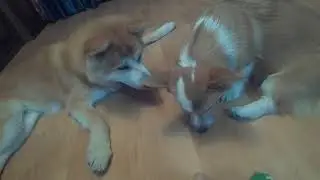Подарки для собак.