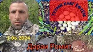 Тухми Кабга ёфтем😱,бубинед чикор кардем.#кабг Нашли яйца куропатки и что сделали с ними🤔 #ромит