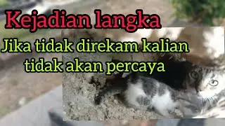 kejadian langka!!! Kucing beranak dalam kubur!!! #belajaryoutube #jadiyoutuber #yt