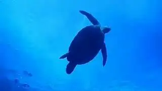 海澤夏鈴の夏の思い出。