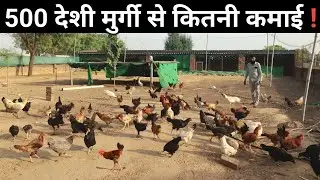 गांव की असली देशी मुर्गी का Free Range Desi Murgi Farm | Desi Poultry Farm Business