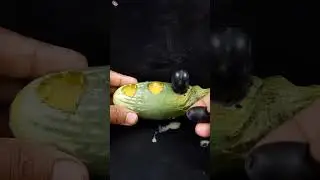 How to transplant eggplant with grapes to grow faster and produce more fruit
