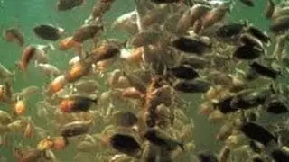 🔴pirañas vrs anacondas