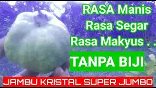 jambu kristal super jumbo by mercya familiar