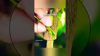 Budding techniques #youtubeshorts #grafting #farming