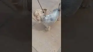 Милота