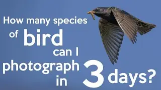 How many species of birds can I photograph in three days?  Nikon Z8