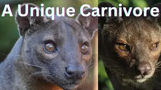 The mystery cat of Madagascar