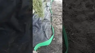 клумба с туями