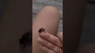 Трутень в августе! Выгнали из тёплого улья!