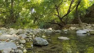 Forest River. Nature Sounds. Soothing Relaxing Stream. ASMR