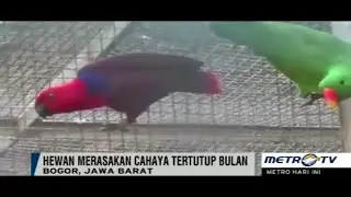 Unik!! Inilah Perubahan Perilaku Hewan saat Gerhana Matahari 9 maret 2016.