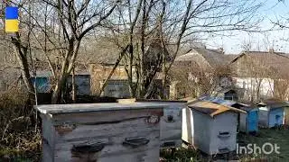 Бджоли заради перемоги в Новий рік 🟨🟦