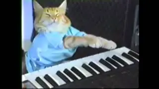 Charlie Schmidt's Keyboard Cat! THE ORIGINAL!