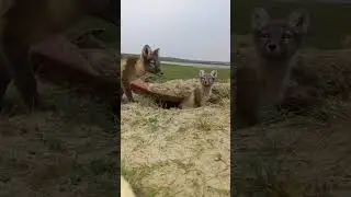 Обыкновенный песец