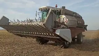Убираем подсолнечник раньше чем обычно.