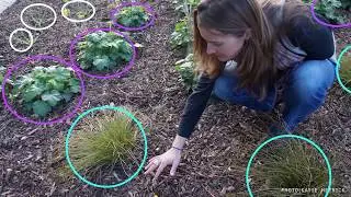 Rain Gardens 101, Part Three: Rain Garden Maintenance