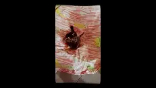 La pelea de gatitos más dulce ★★★