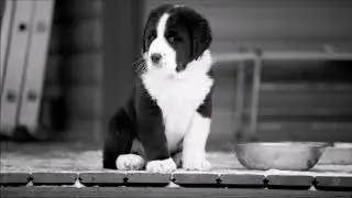 Puppies (Hasar Molossy iz Azii x Altyn Oydinkul)