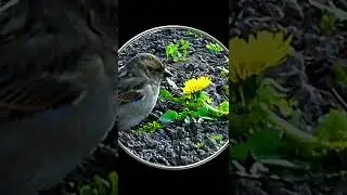 #Shorts Смешные Воробьишки Едят Одуванчик. Милота Смешные Милые Птички. Шортс Видео Shorts Животные