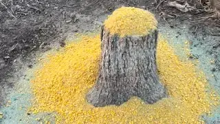 Deer mineral stump