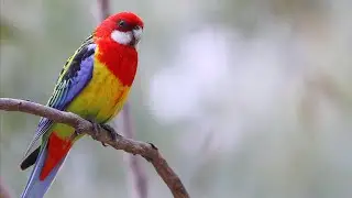 Australian Parrots: The Eastern Rosella (Platycercus eximius)
