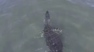 Massive Monitor Lizard Swims across Lake