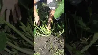 Почему я подвязываю кабачки?