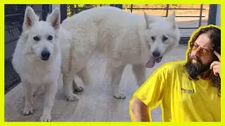 NEW MATING - WHITE GERMAN SHEPHERD - LEXA DOG HEAT