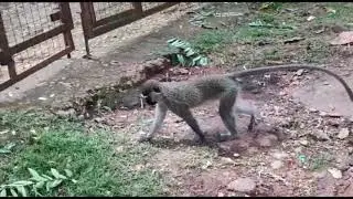 Uganda