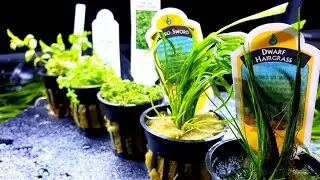 What carpeting plant should I do?