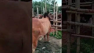 কোরবানির গরুর হাট