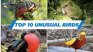 Feathered Wonders: Top 10 Unusual Birds from Around the World