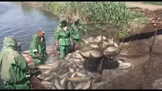 Вылов рыбы в прудовом хозяйстве в Астрахани. Механизированная ловля сетью. 